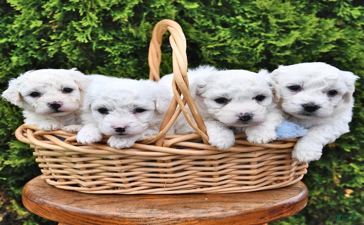 Bichon Frise dogs for sale - Ad 5