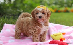 Havapoo dogs for sale: Remi - Image 4