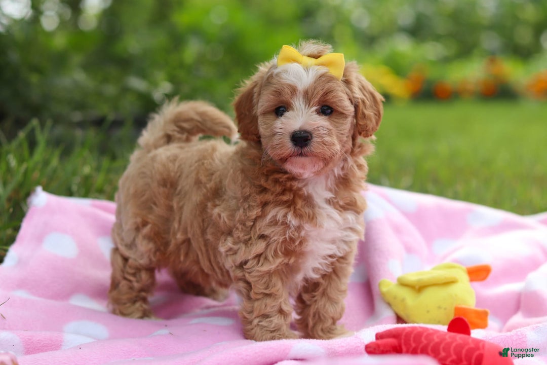Havapoo dogs for sale: Remi - Image 4