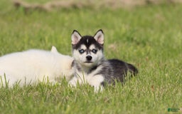 Alaskan Klee Kai dogs for sale: Princess - Image 3