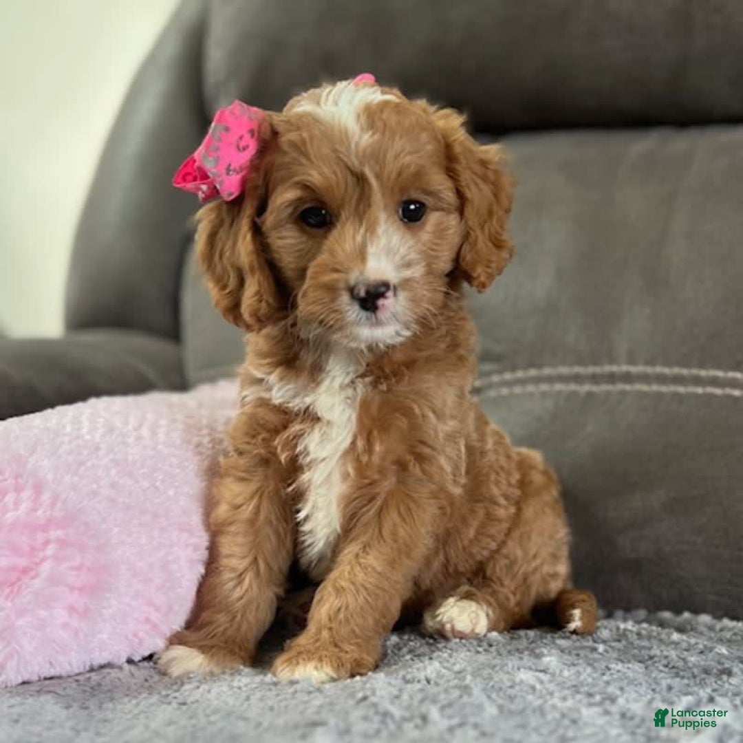 Mini Goldendoodle dogs for sale: Moxy - Image 3