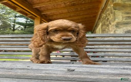 Cocker Spaniel dogs for sale: Monty - Image 7