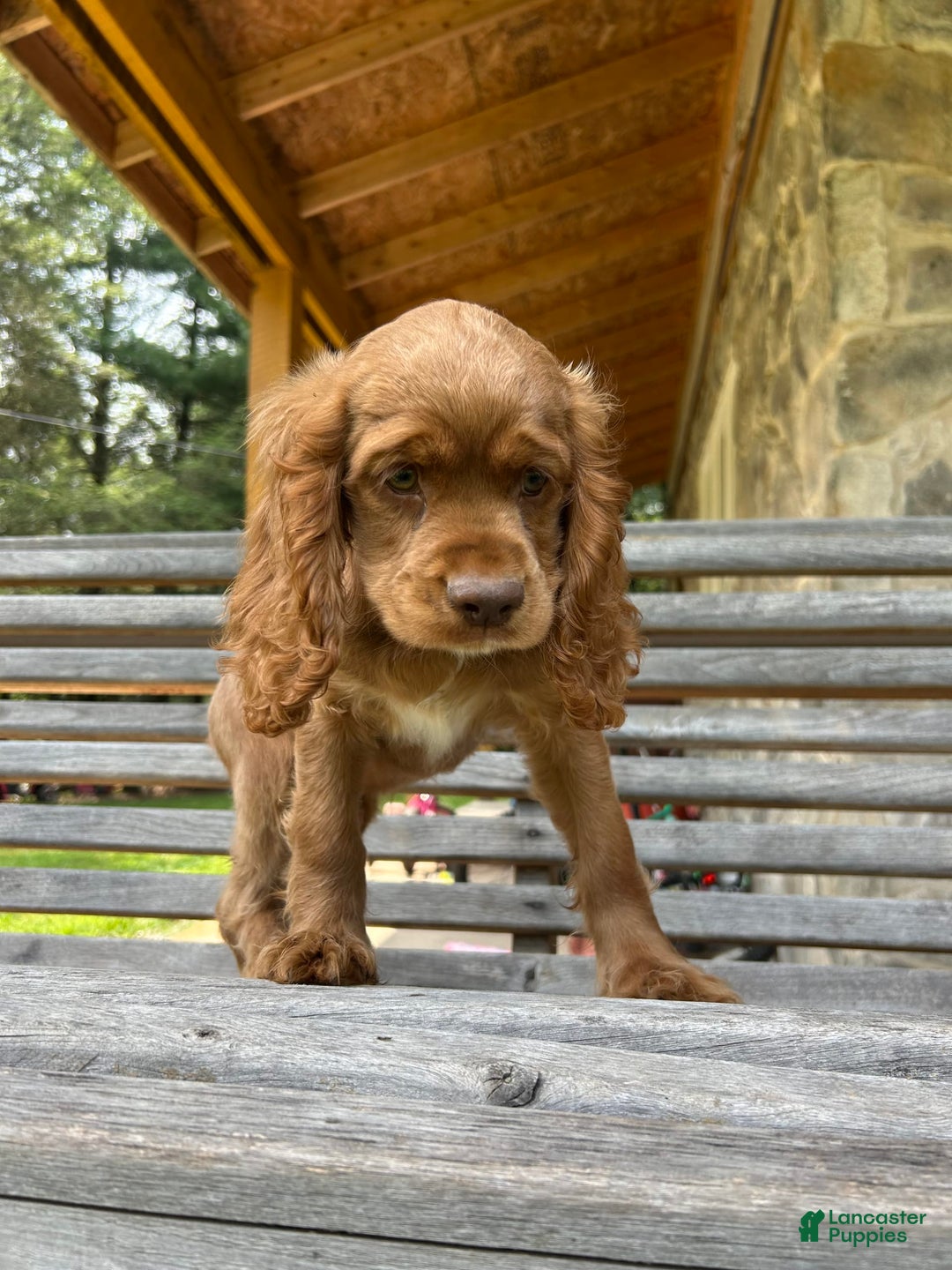Cocker Spaniel dogs for sale: Monty - Image 7