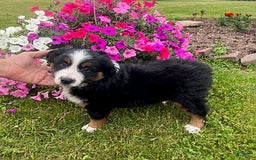 Australian Shepherd dogs for sale: Champ - Image 4