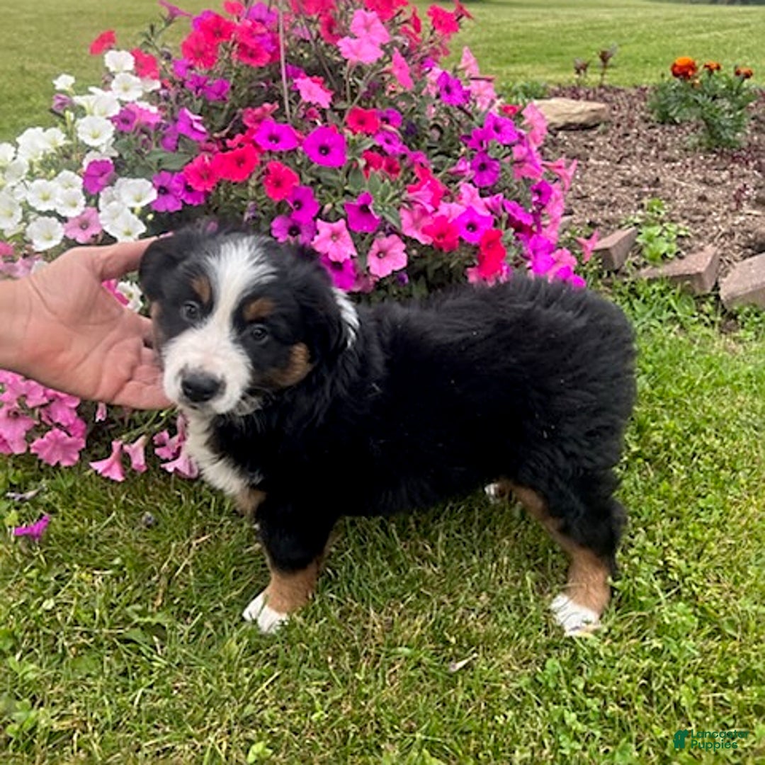 Australian Shepherd dogs for sale: Champ - Image 4