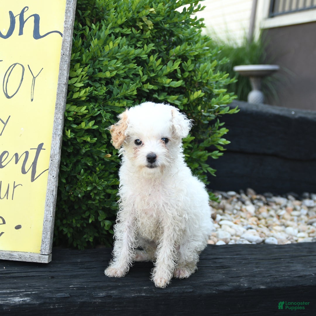 Toy Poodle dogs for sale: Lily - Image 2