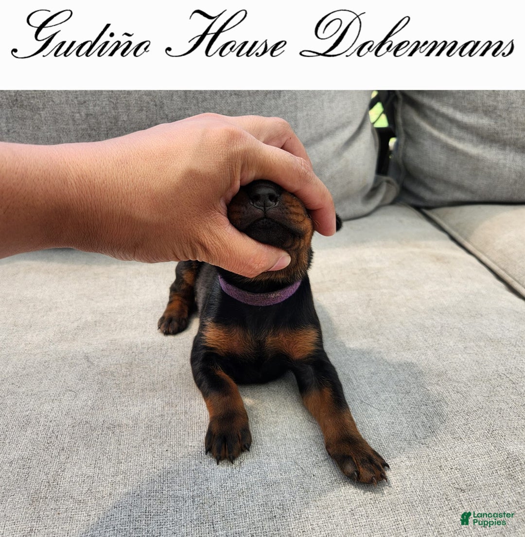 Doberman Pinscher dogs for sale: Purple Collar Female - Image 3