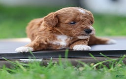 Toy Poodle dogs for sale: Raine - Image 3
