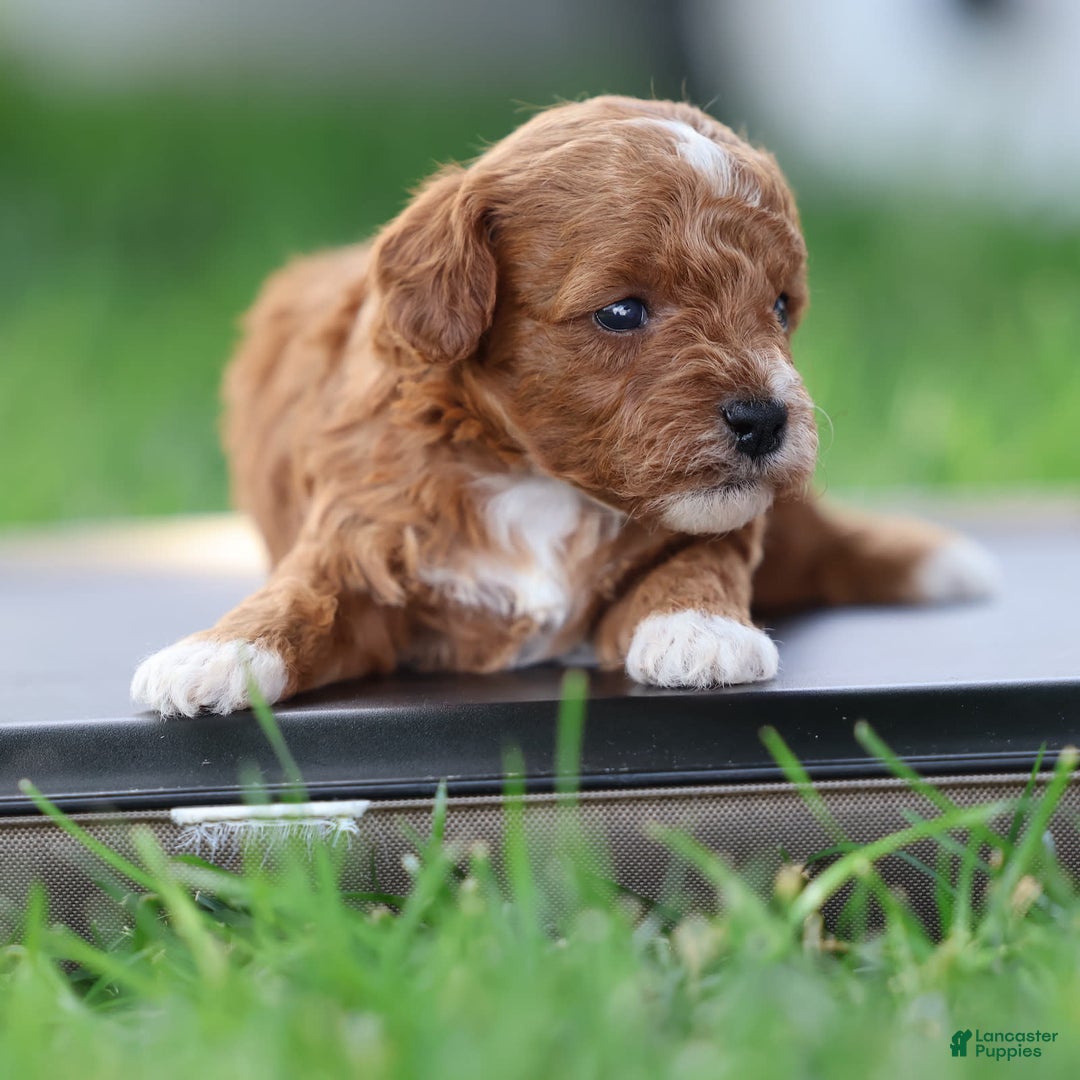 Toy Poodle dogs for sale: Raine - Image 3