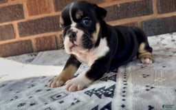 English Bulldog dogs for sale: Chloe - Image 2