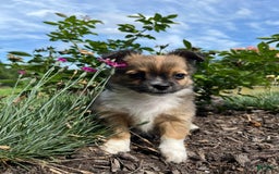 Chihuahua dogs for sale: Liam - Image 5