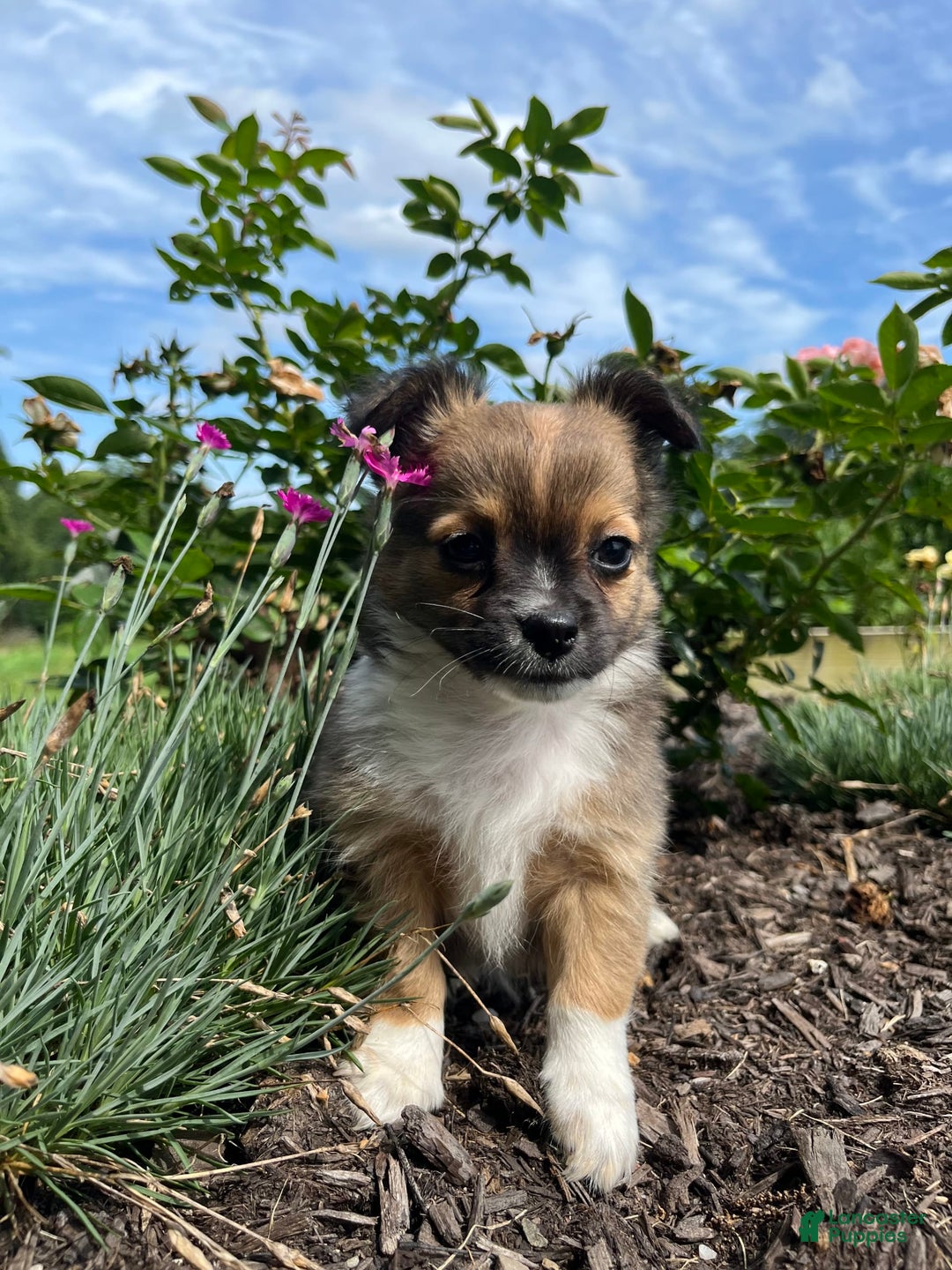 Chihuahua dogs for sale: Liam - Image 5