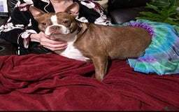 Boston Terrier dogs for sale: Dottie - Image 2