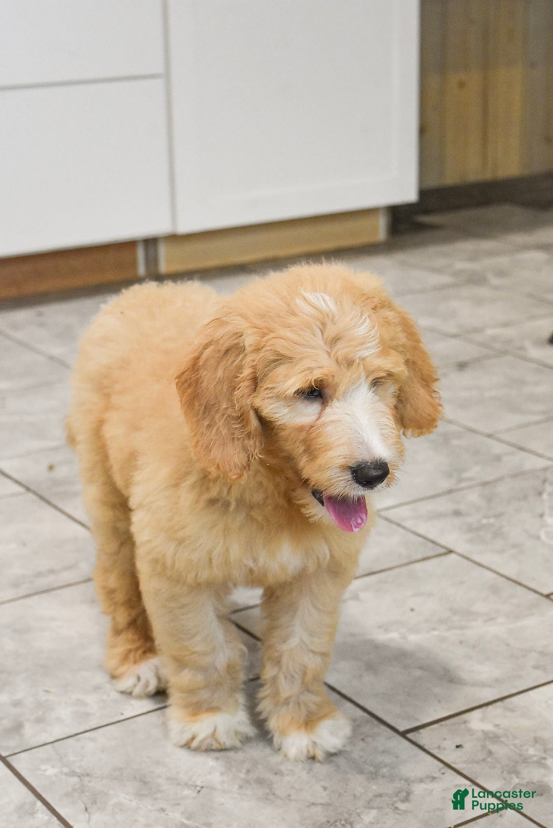 Goldendoodle dogs for sale: Sophie - Image 9