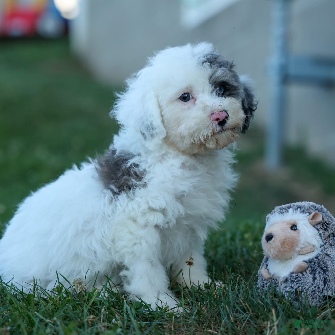 Bichpoo dogs for sale: Bowie - Image 8
