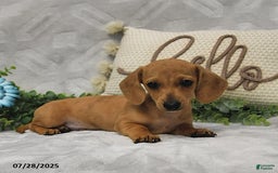 Miniature Dachshund dogs for sale: Dixon - Image 3