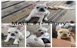 French Bulldog dogs for sale: Flurry - Image 3