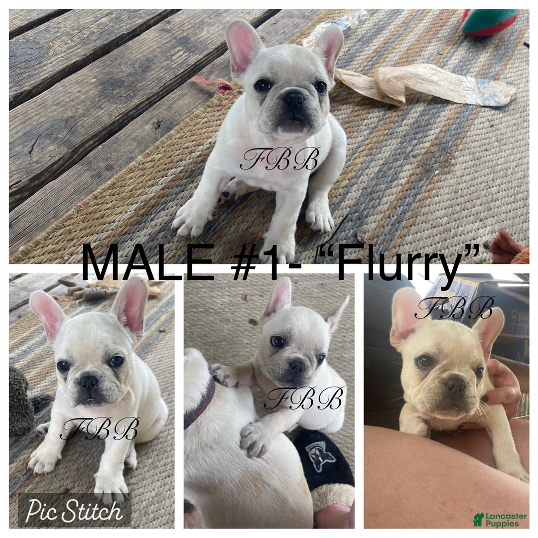 French Bulldog dogs for sale: Flurry - Image 3