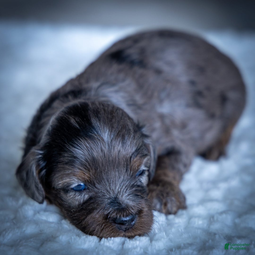 Cavapoo dogs for sale: Pumba - Image 11