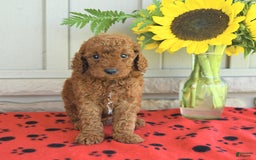 Mini Goldendoodle dogs for sale: Ulysses - Image 1