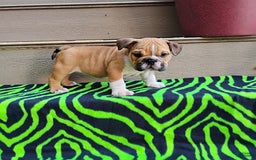English Bulldog dogs for sale: Reagan - Image 9