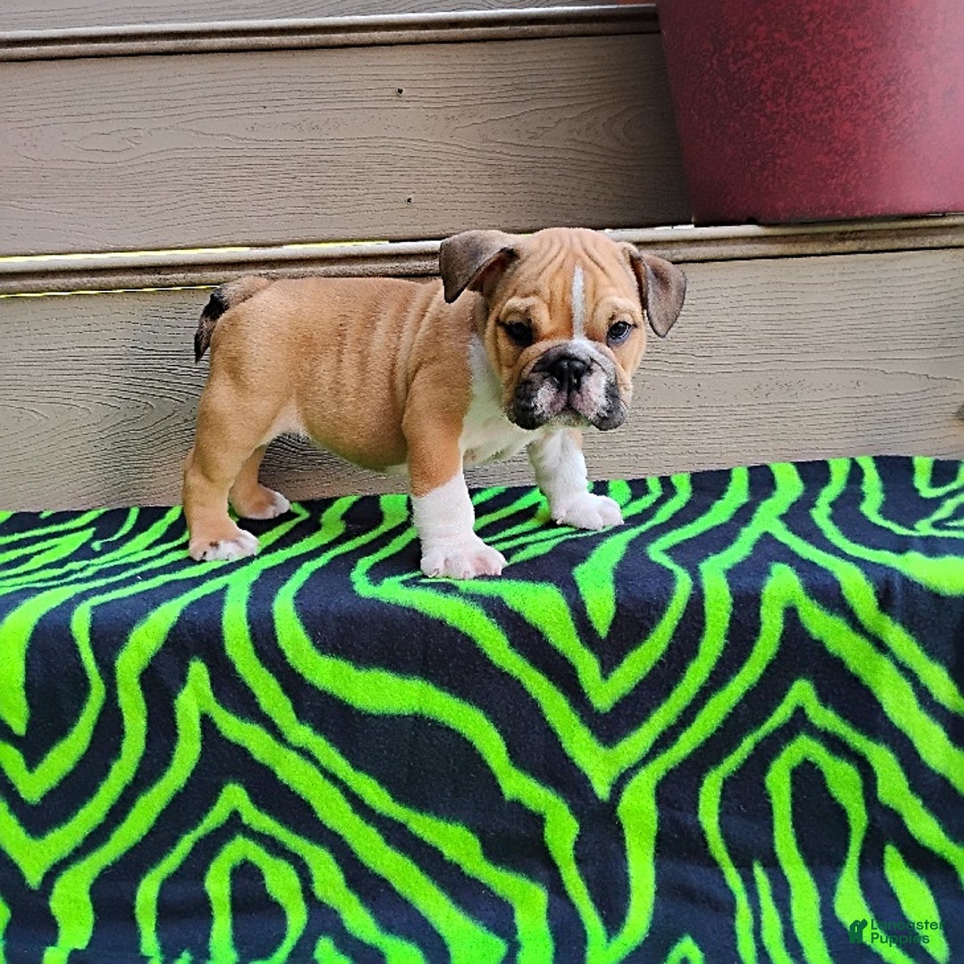 English Bulldog dogs for sale: Reagan - Image 9