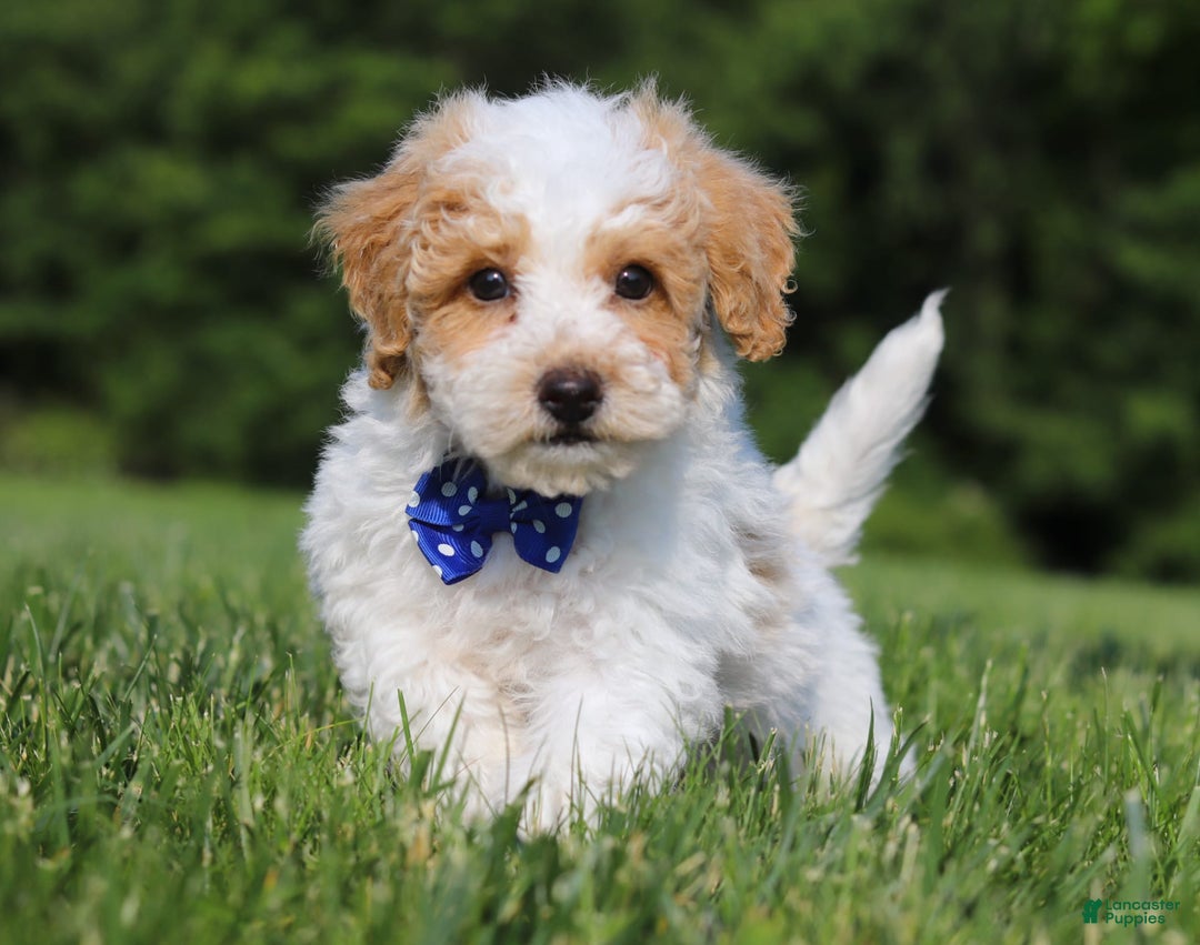 Bichpoo dogs for sale: Nick - Image 1