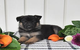 German Shepherd dogs for sale: Jeneau - Image 4