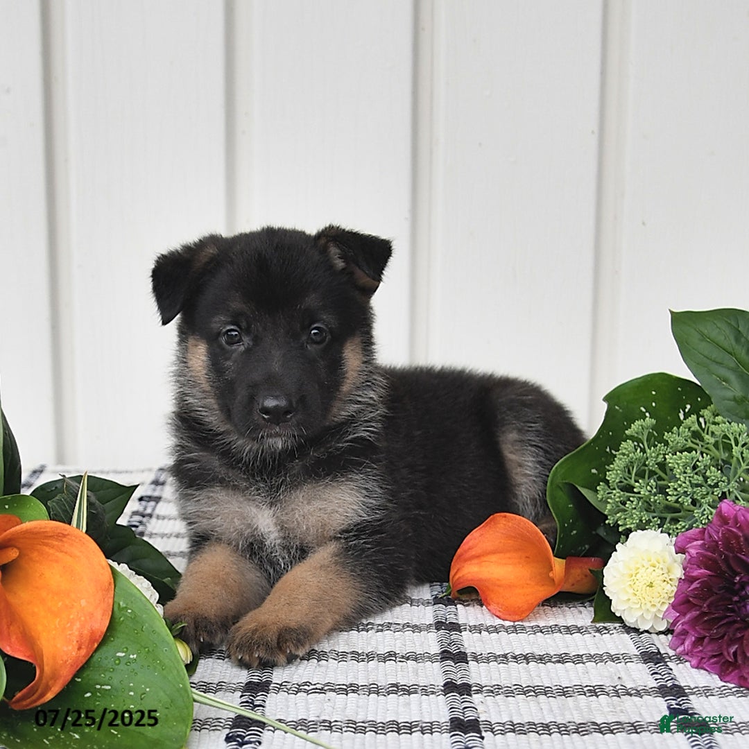 German Shepherd dogs for sale: Jeneau - Image 4