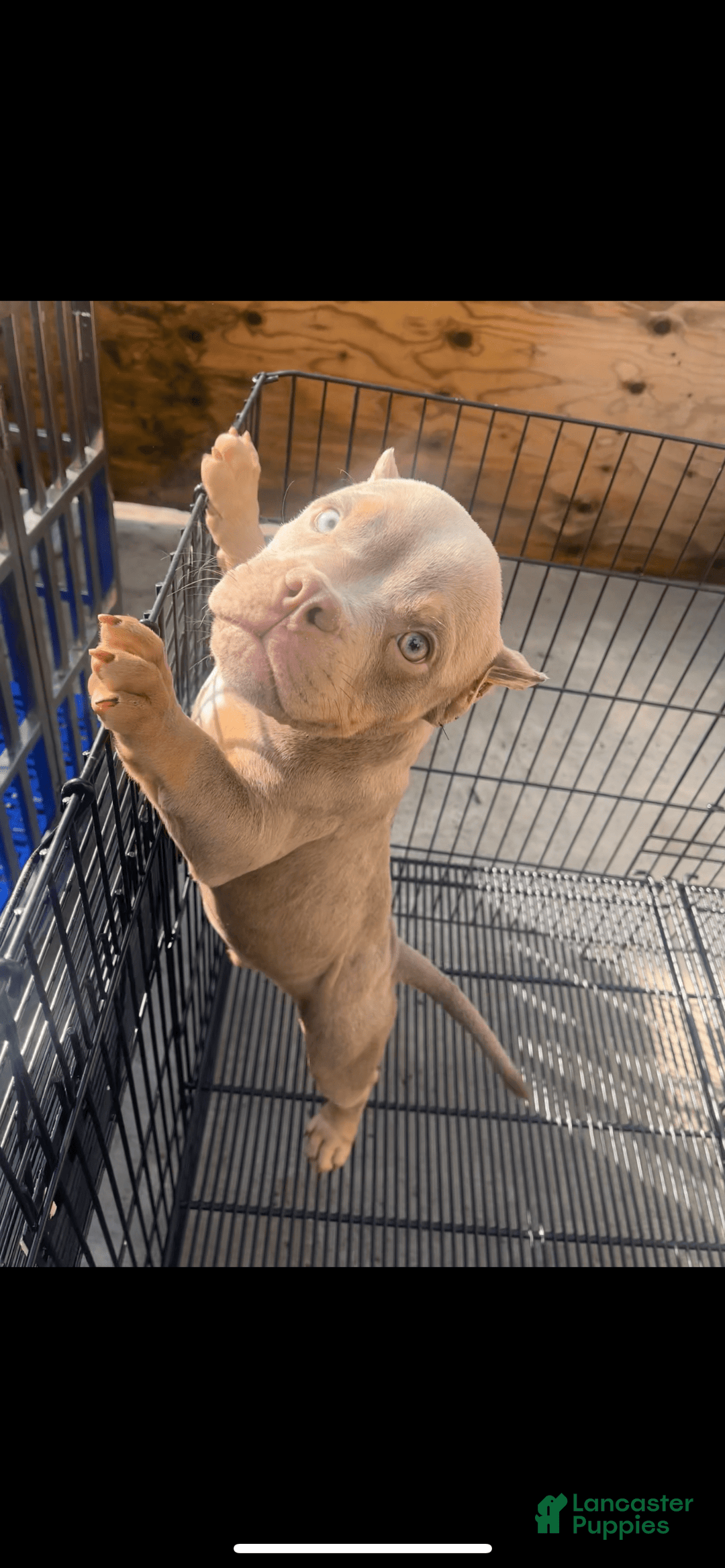 American Bully dogs for sale: Lance - Image 24
