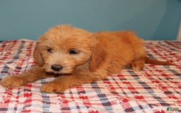  dogs for sale: Mini Goldendoodle 5 puppies - Image 14