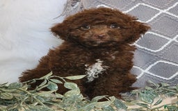 Cockapoo dogs for sale: Willy - Image 3