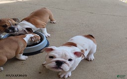 English Bulldog dogs for sale: Rock - Image 6