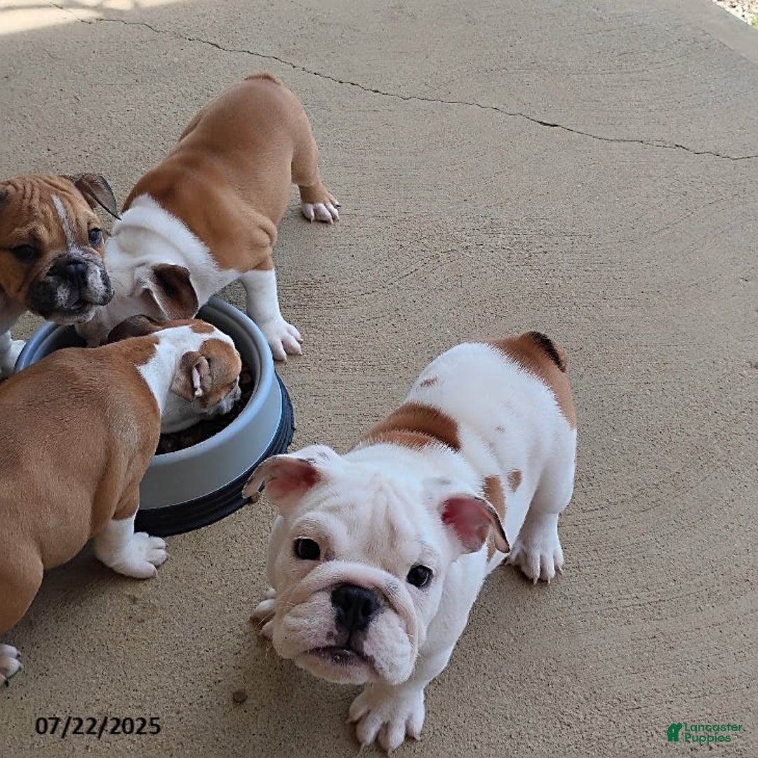 English Bulldog dogs for sale: Rock - Image 6