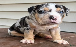 American Bully dogs for sale: Remi - Image 1