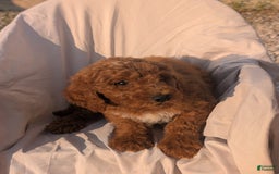 Goldendoodle dogs for sale: Jax - Image 2