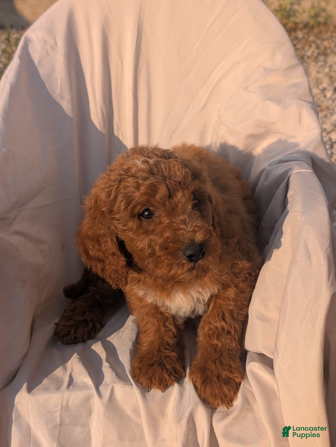 Goldendoodle dogs for sale: Jax - Image 2