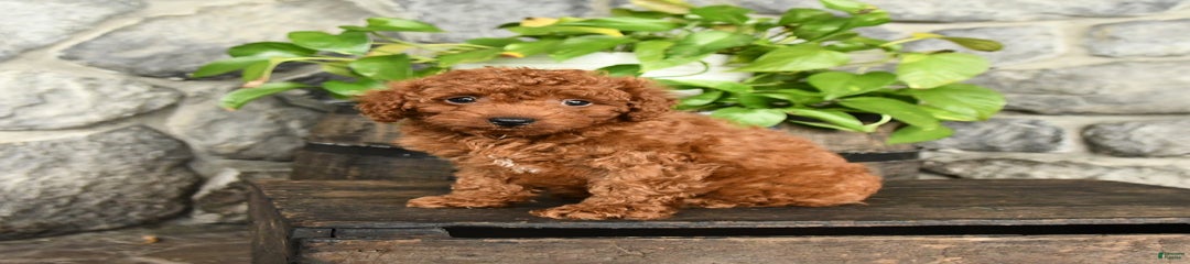 Winston