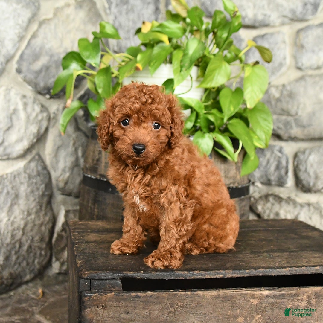 Cockapoo dogs for sale: Winston - Image 1
