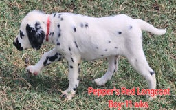 Dalmatian dogs for sale: Peppers Red Boy - Image 12