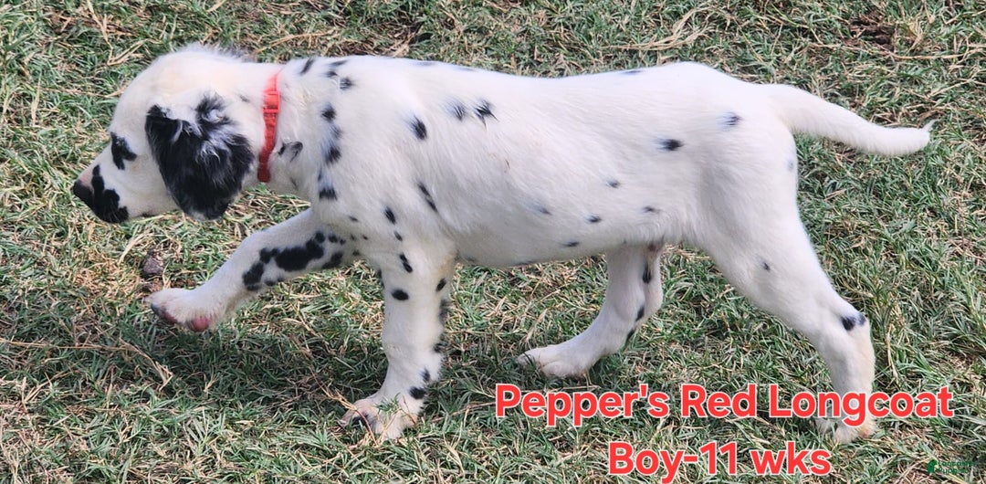 Dalmatian dogs for sale: Peppers Red Boy - Image 12
