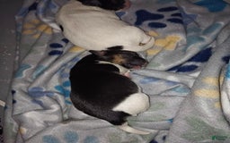 Jack Russell Terrier dogs for sale: Girl Black - Image 2