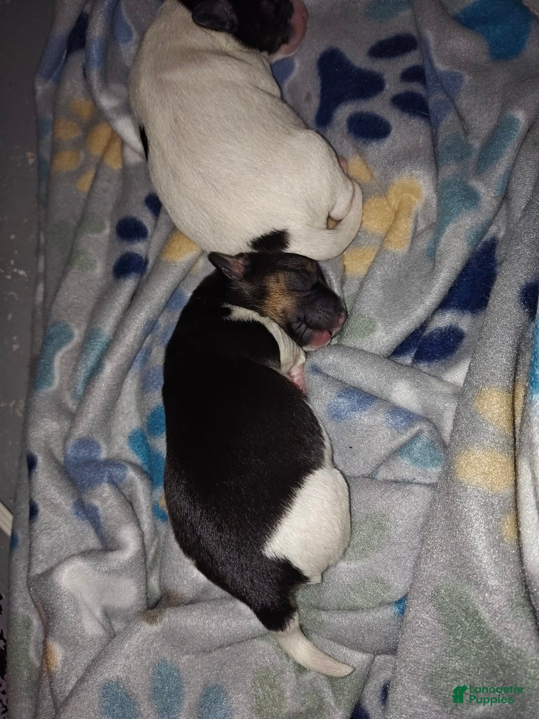 Jack Russell Terrier dogs for sale: Girl Black - Image 2