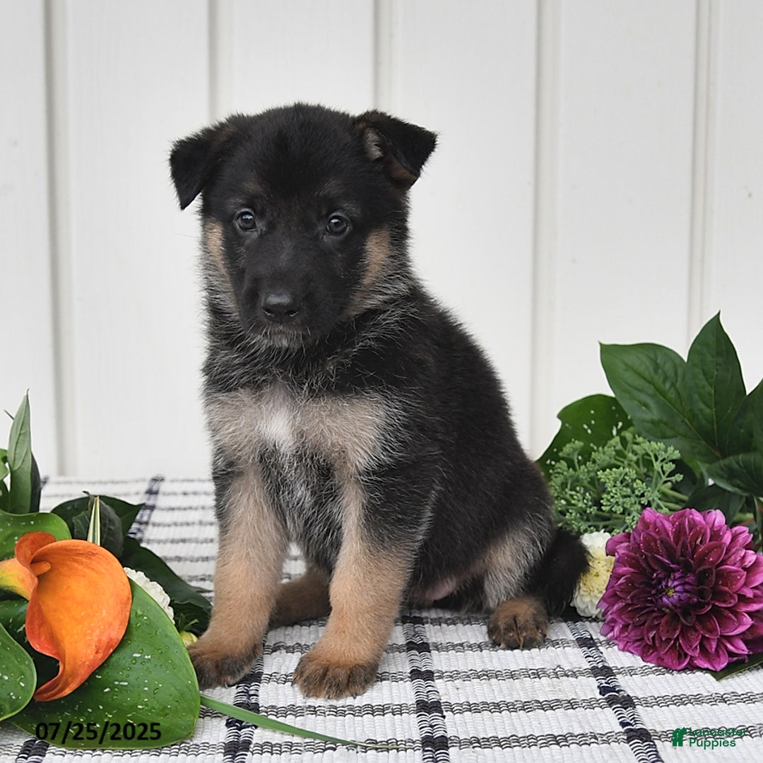German Shepherd dogs for sale: Jeneau - Image 1