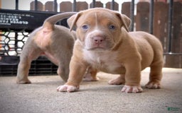 American Bully dogs for sale: Big boy - Image 2