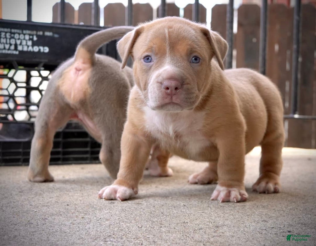 American Bully dogs for sale: Big boy - Image 2