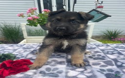 German Shepherd dogs for sale: Betty - Image 3