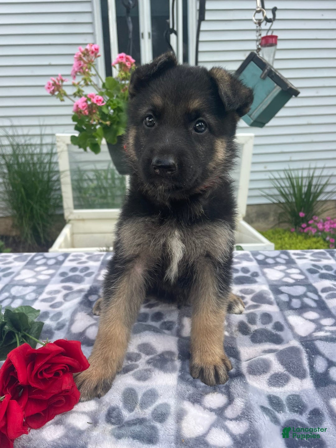German Shepherd dogs for sale: Betty - Image 3