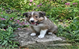 Shetland Sheepdog dogs for sale: Lilly - Image 4