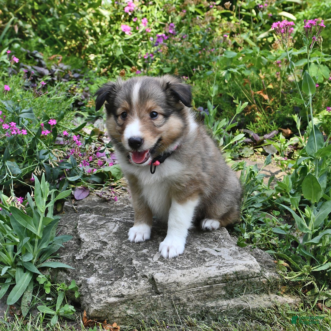 Shetland Sheepdog dogs for sale: Lilly - Image 4